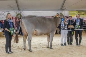 Schneuter mittlere_Superstar Stonefire_Markus Kennel Steinerberg